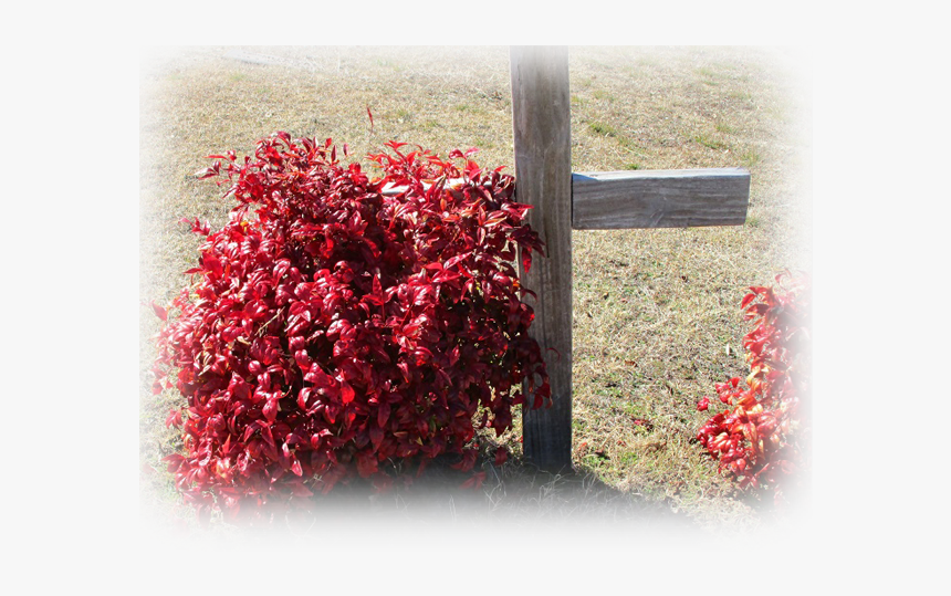 Lobelia, HD Png Download