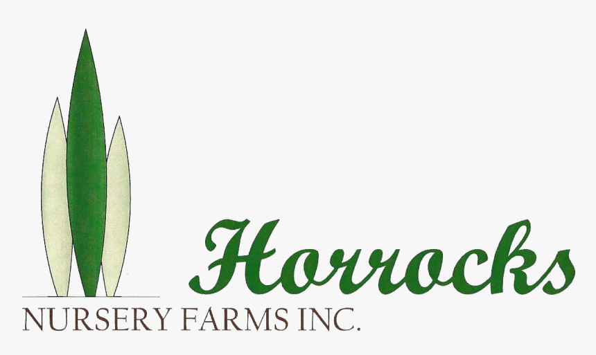 Christmas Tree Farm - Aloe, HD Png Download