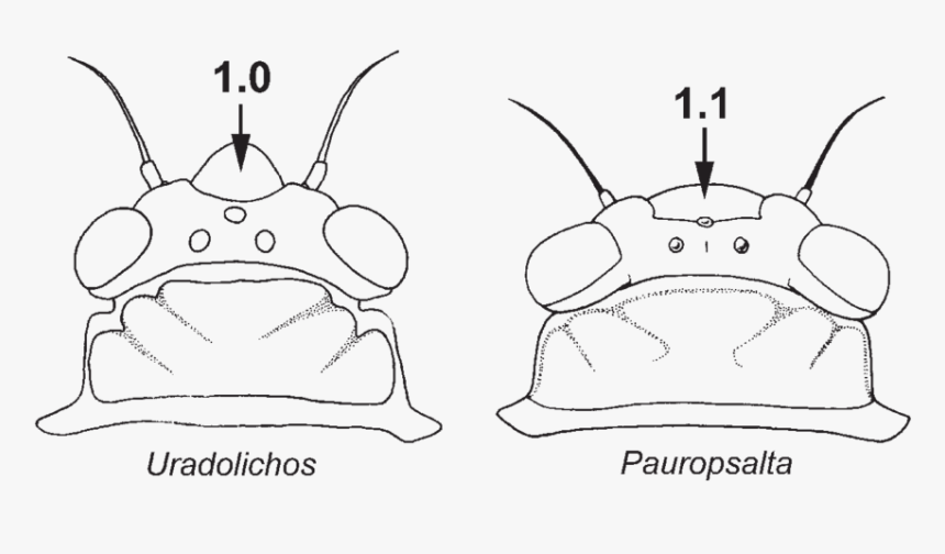 Line Art, HD Png Download