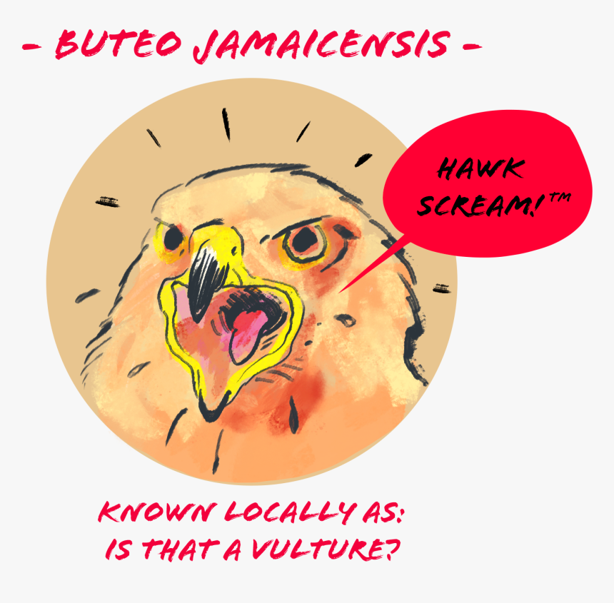 Red-tailed Hawk - Illustration, HD Png Download