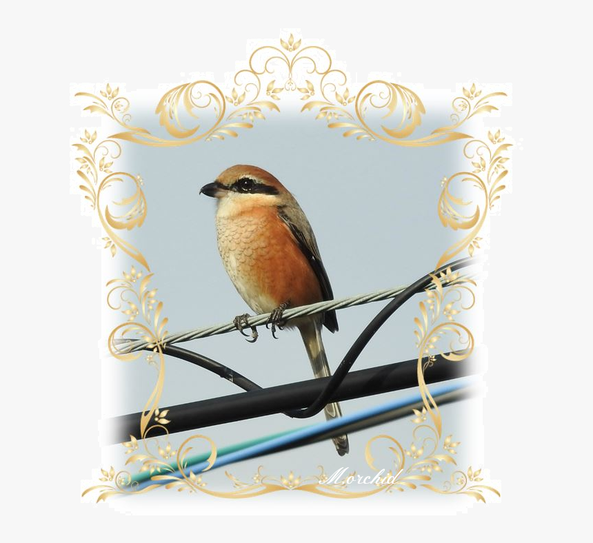 Orchid S Daily Voice - Old World Flycatcher, HD Png Download