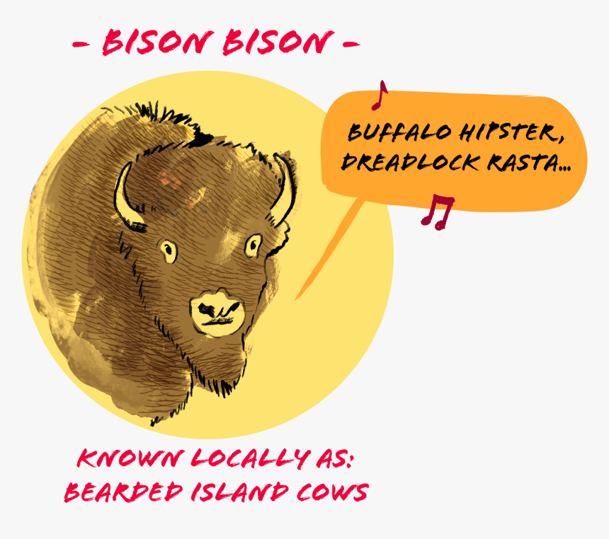 Catalina Island Buffalo - Poster, HD Png Download