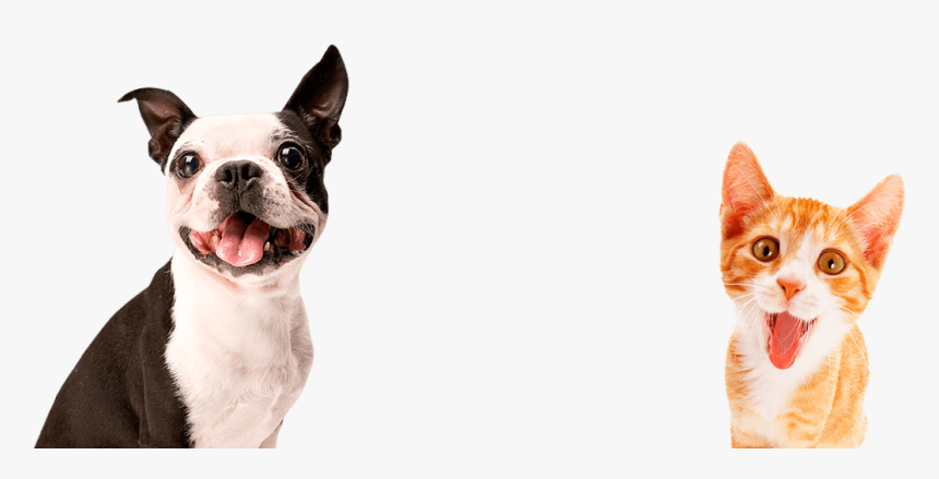 Transparent Huella De Perro Png - Pet Dogs Png, Png Download