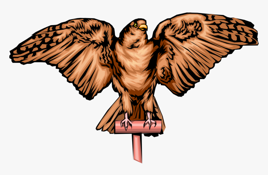 Vector Hawks Peregrine Falcon - Illustration, HD Png Download
