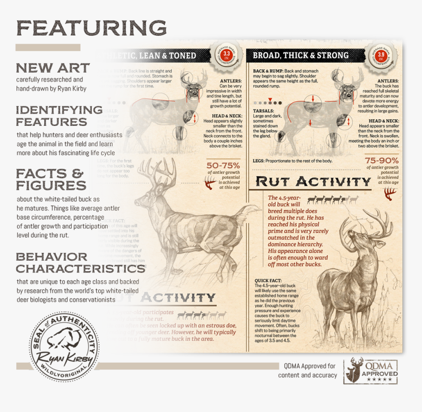 Ryan Kirby Growth Maturity Whitetail Buck Features, HD Png Download