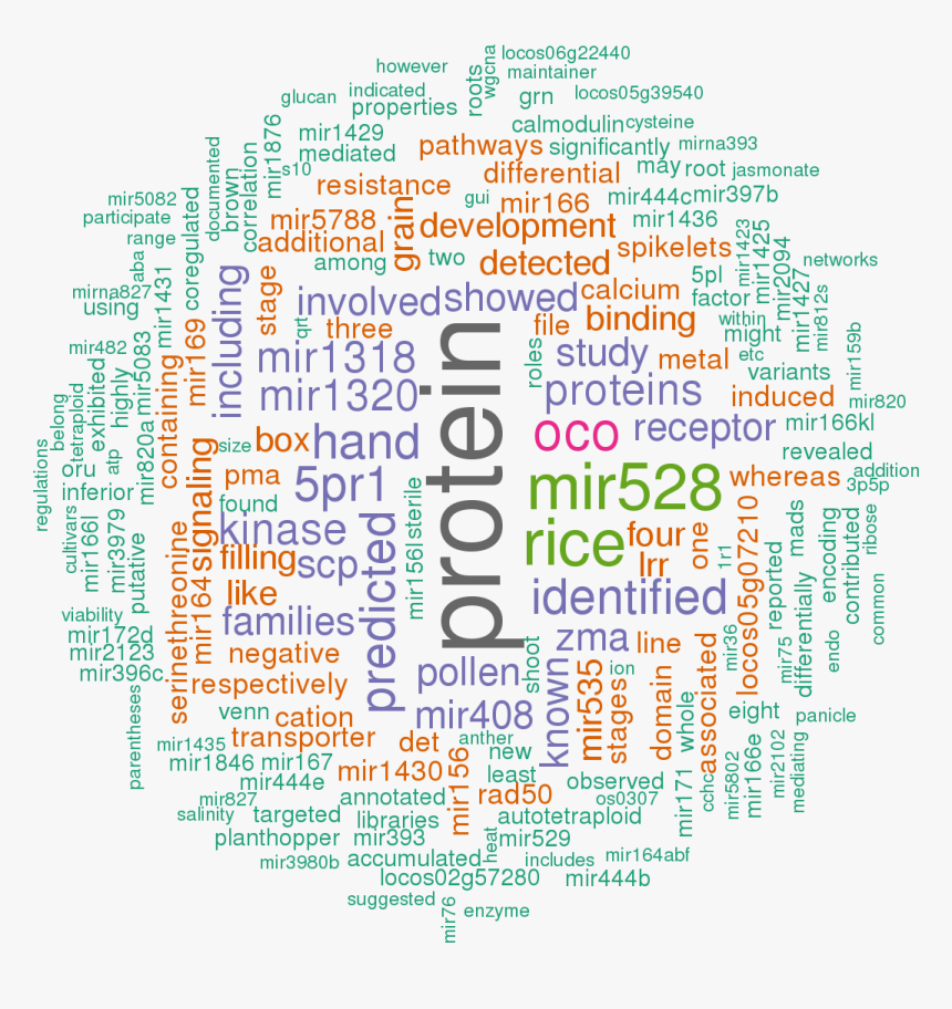 Hsa Mir 32 5p, HD Png Download