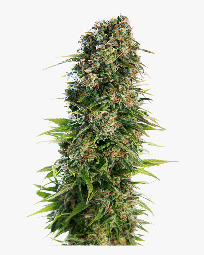 Hindu Kush Automatic, HD Png Download