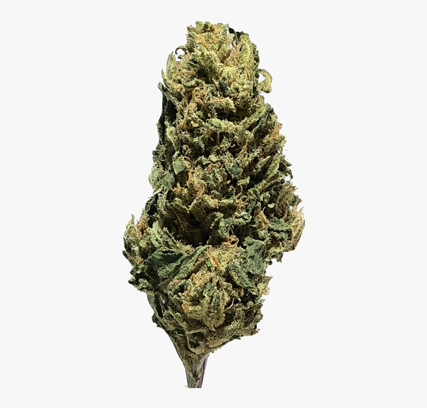 Red Pine, HD Png Download