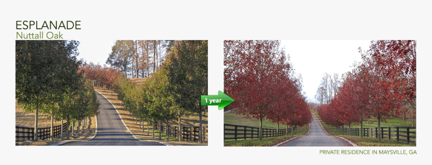 Mexican Pinyon, HD Png Download