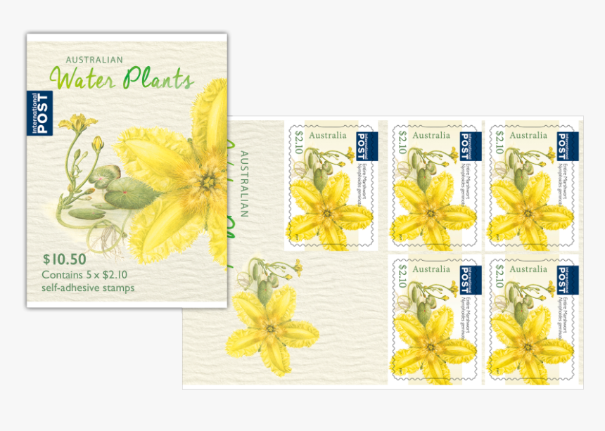 Lily, HD Png Download