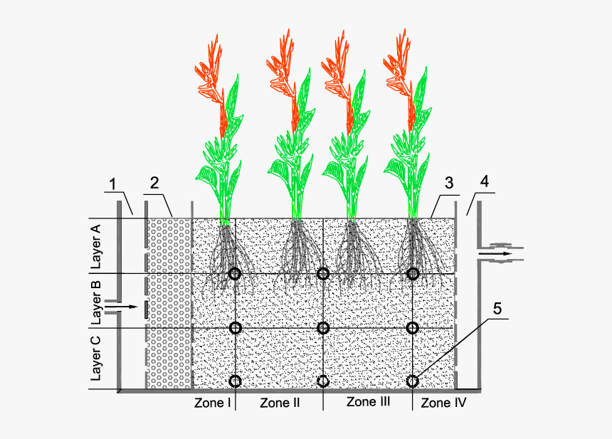 Red Ginger, HD Png Download