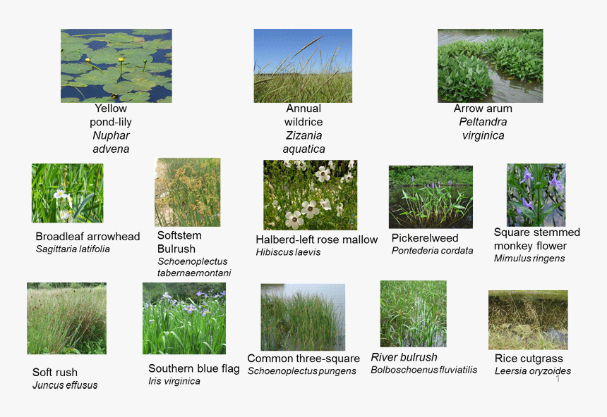 Grass, HD Png Download