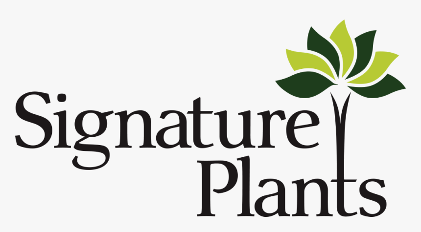 Signature Plants Wholesale Nursery Auckland - Calligraphy, HD Png Download
