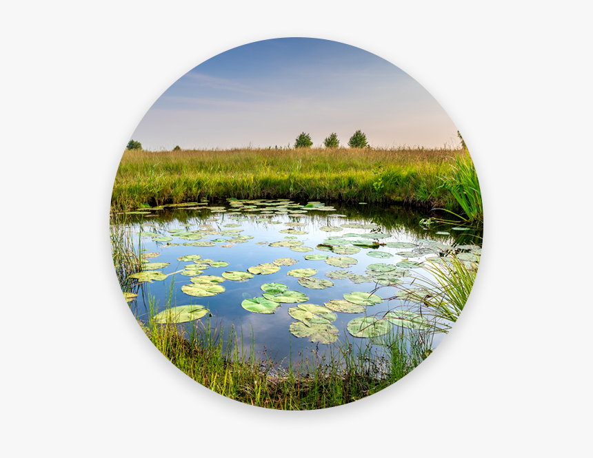 Picture - Freshwater Marsh, HD Png Download
