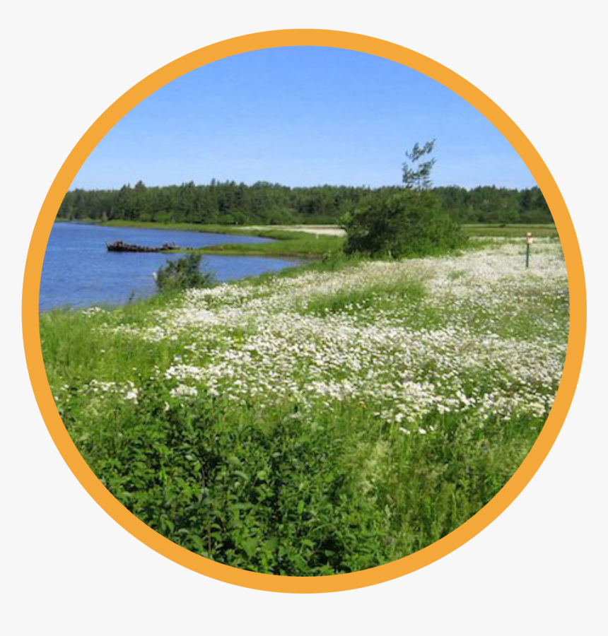 Freshwater Marsh, HD Png Download