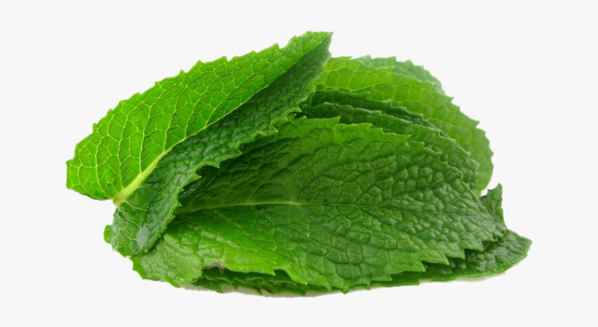 Mint Leaf Background Transparent, HD Png Download