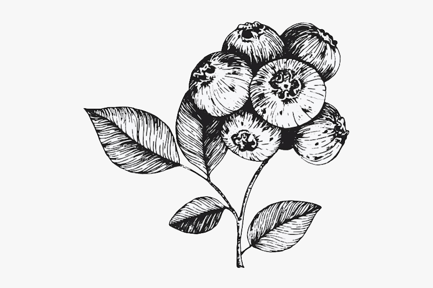 Floribunda, HD Png Download