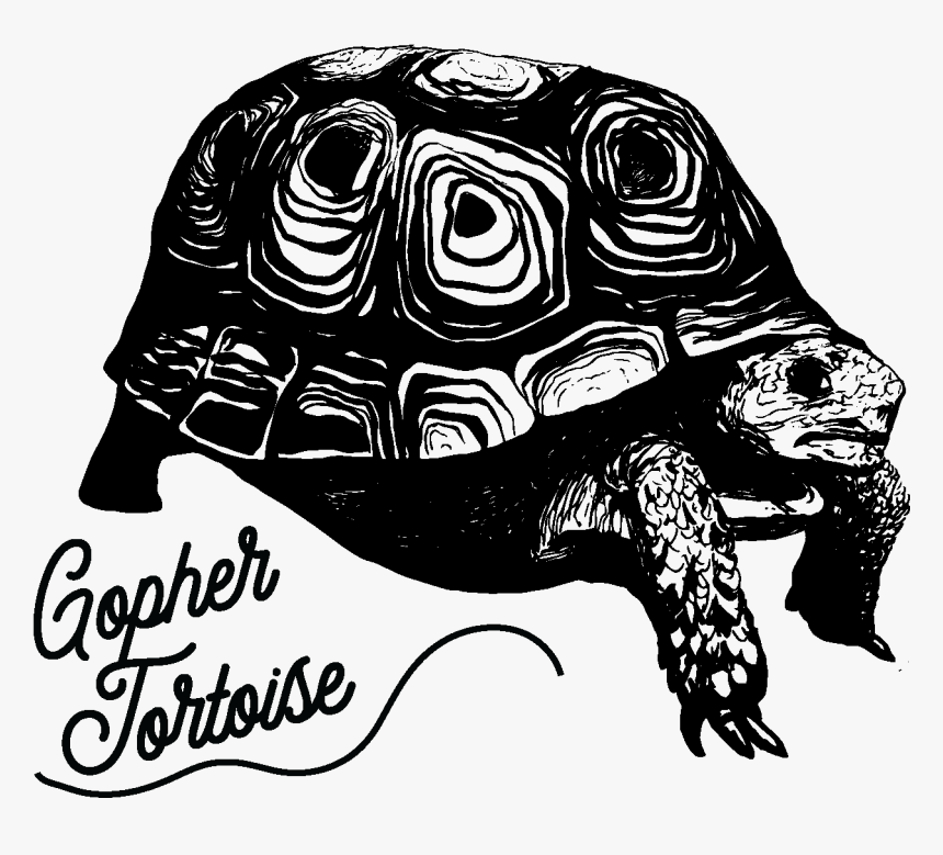 Tortoise - Galápagos Tortoise, HD Png Download