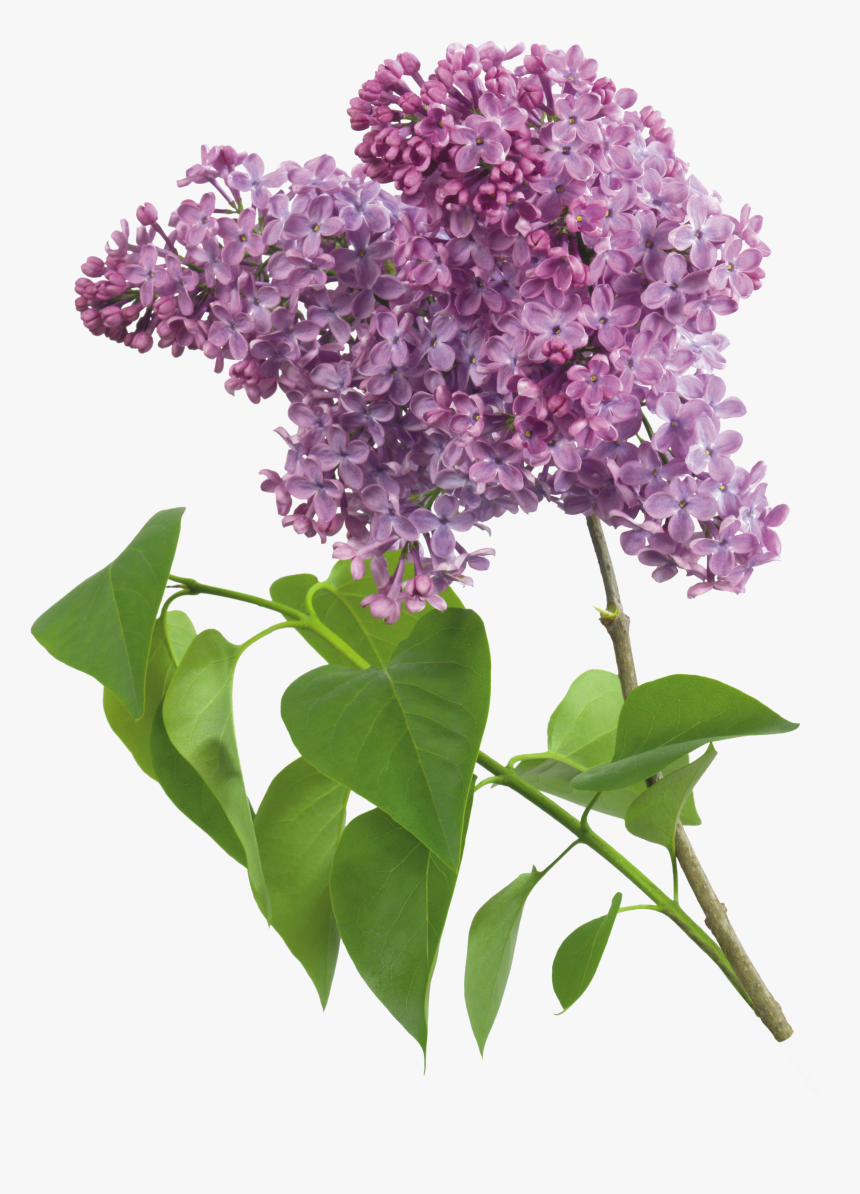 Transparent Lilac Png, Png Download