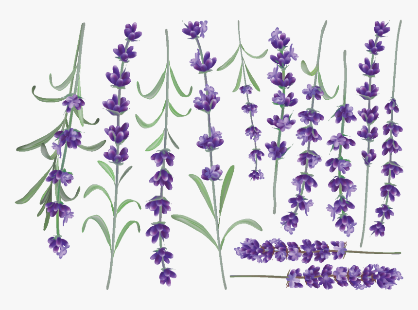 Fernleaf Lavender, HD Png Download