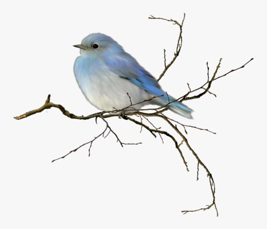 #bird #passarinho - Mountain Bluebird Transparent Background, HD Png Download