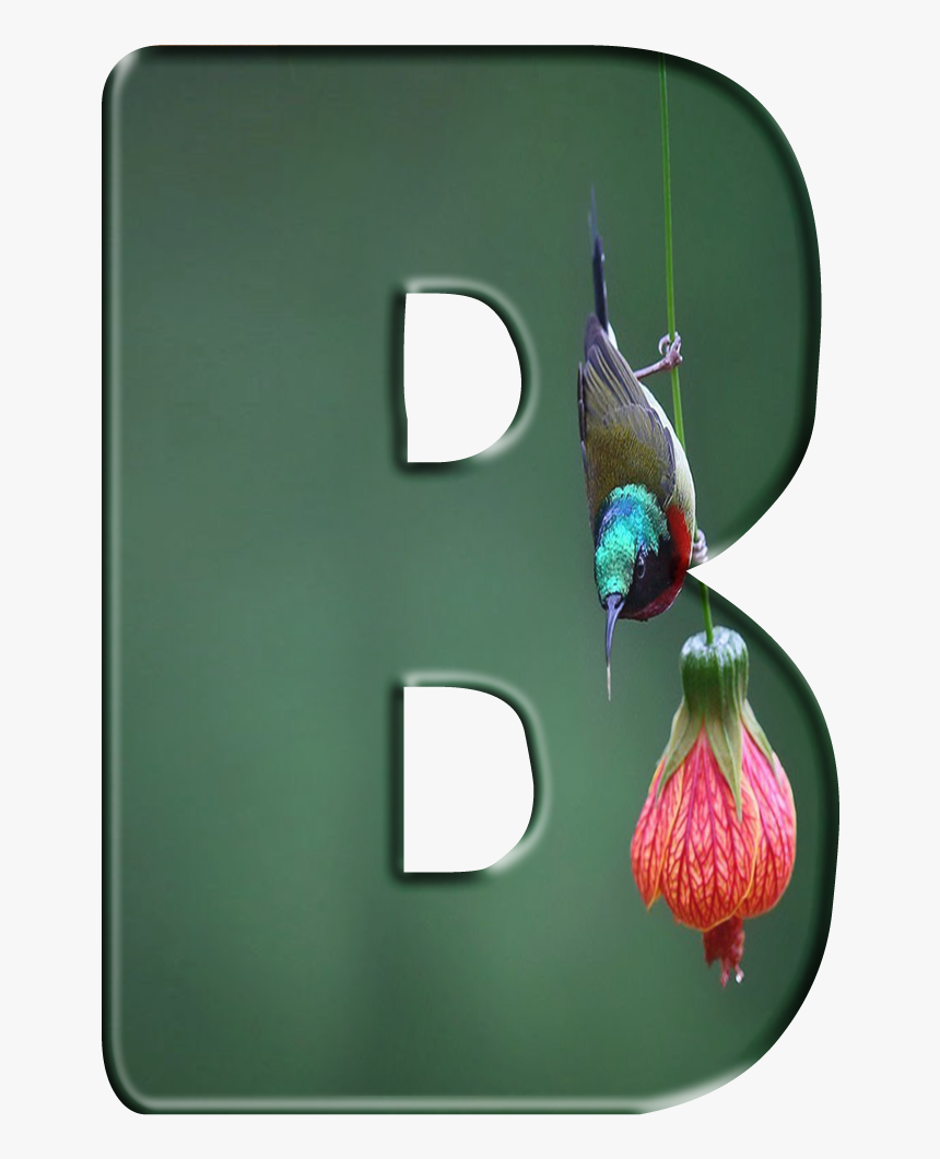 Floral Design, HD Png Download