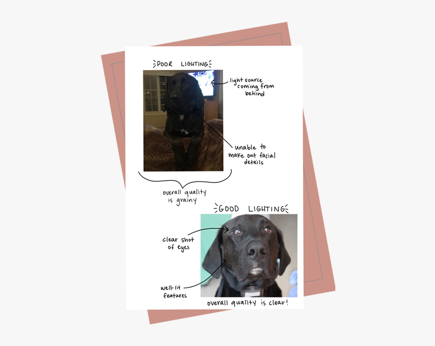Goodlighting Example - Labrador Retriever, HD Png Download