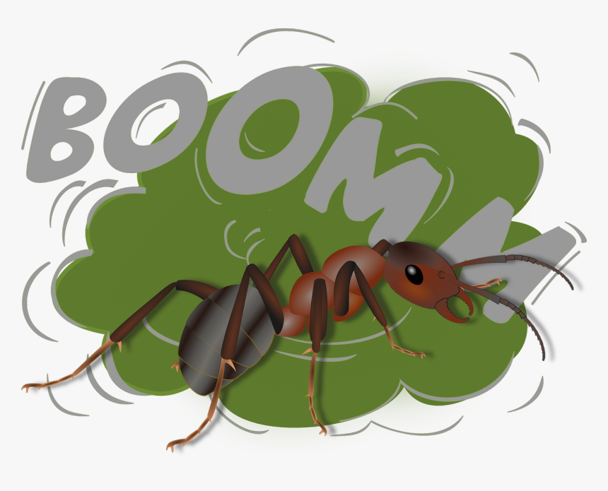 Jodi Ralston Exploding Ant Camponotus Saundersi - Oreille Bruit Fort, HD Png Download