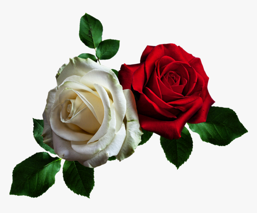 Gif, HD Png Download