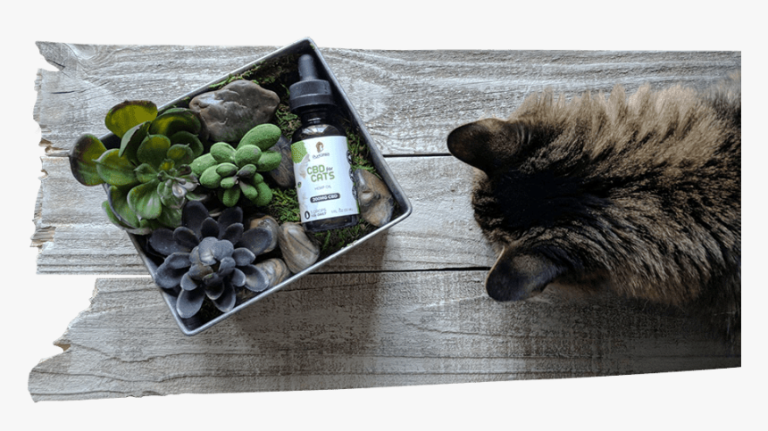 Cbd Cats - Domestic Long-haired Cat, HD Png Download