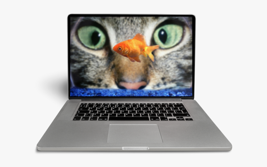 Cat Look At Fish, HD Png Download