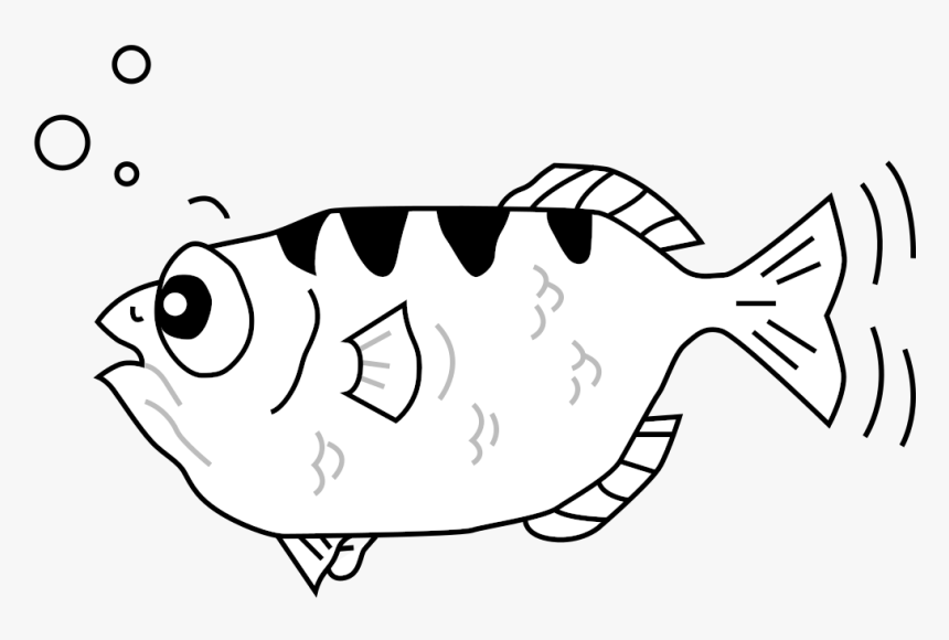 Pomacentridae, HD Png Download