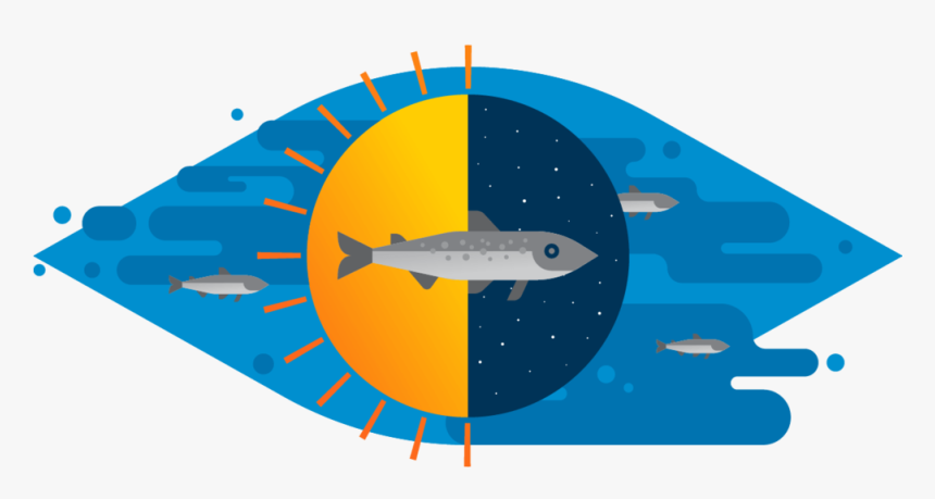 How We Raise Atlantic Salmon Step 4 - Illustration, HD Png Download