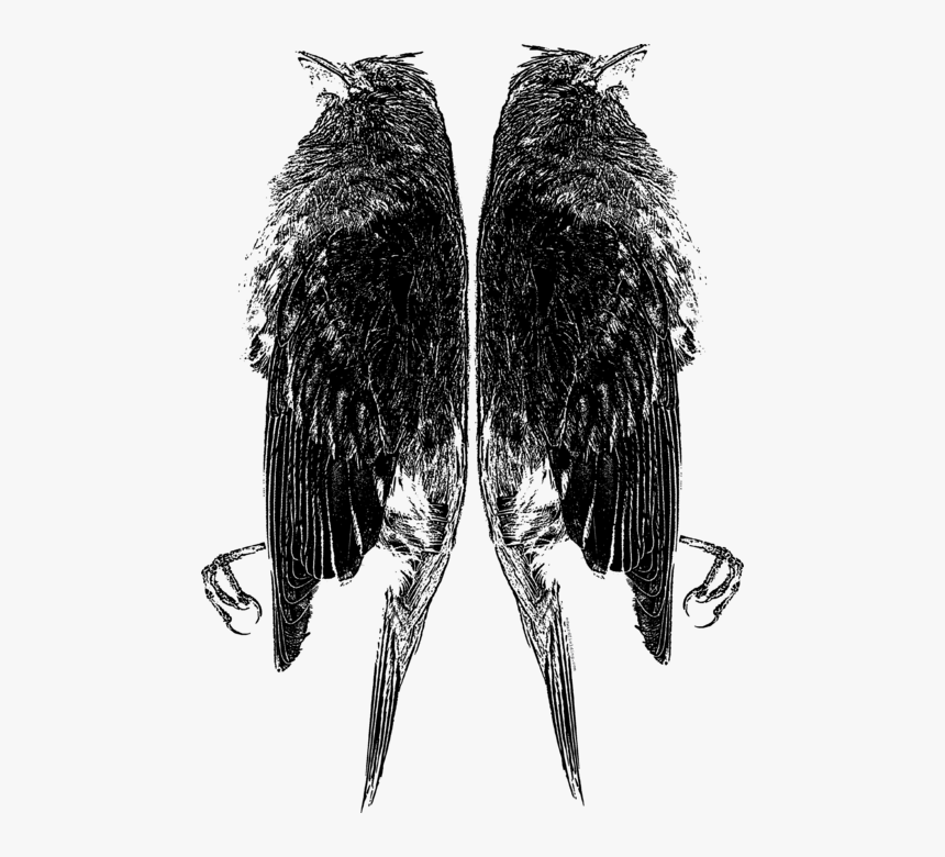 Feather, HD Png Download