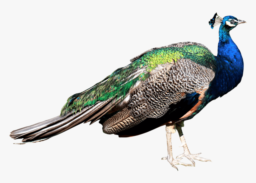 Peacock Png, Transparent Png