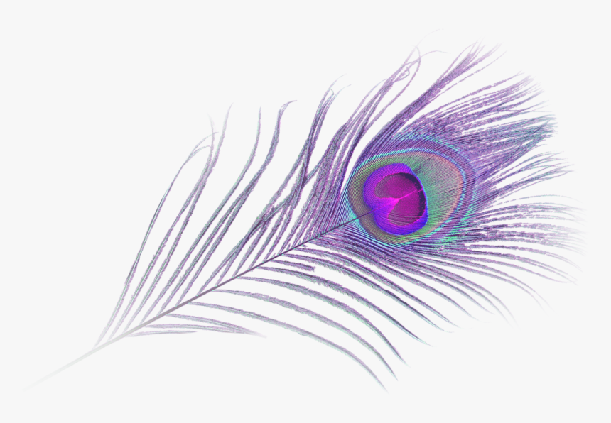 Close-up, HD Png Download