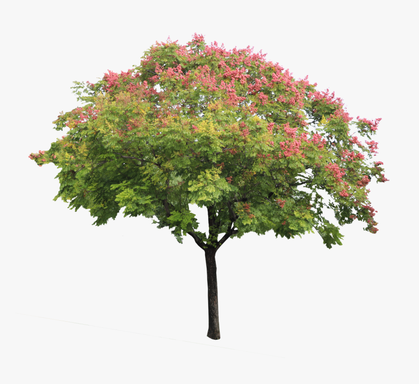 0-a Jabonero De La China 01 Png
https - Swamp Maple, Transparent Png