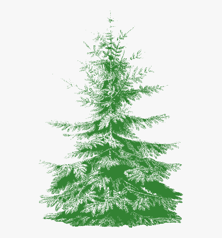 Christmas Tree, HD Png Download