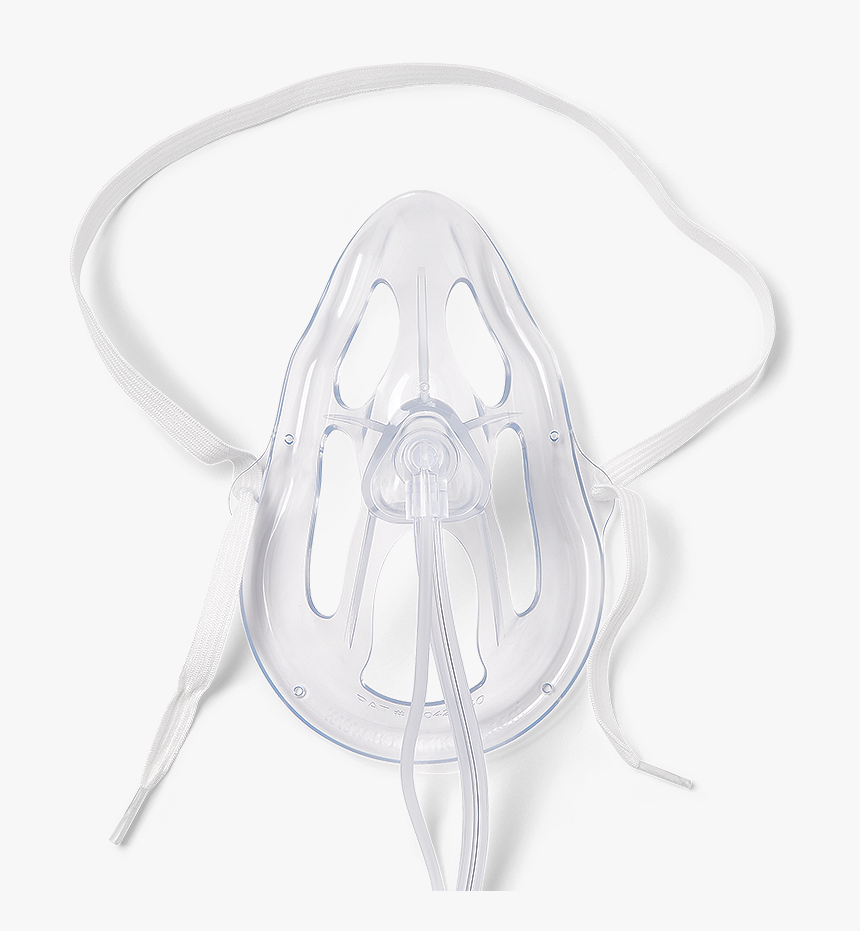 Insect, HD Png Download