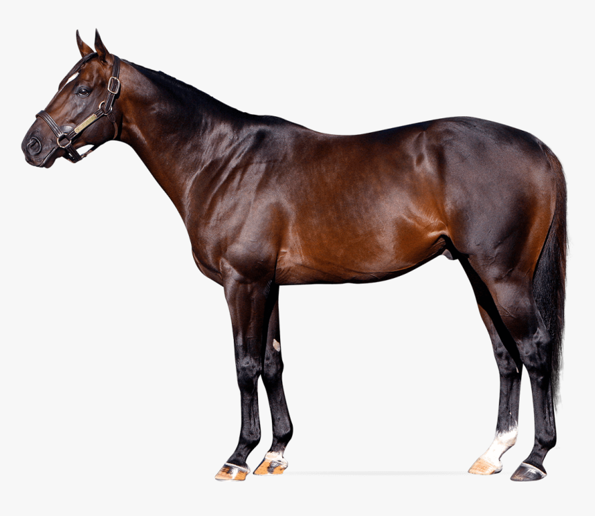 Sky Kingdom - Always Dreaming Horse Stud, HD Png Download