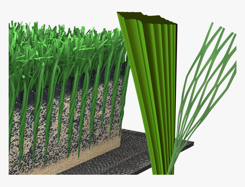 Hierochloe, HD Png Download