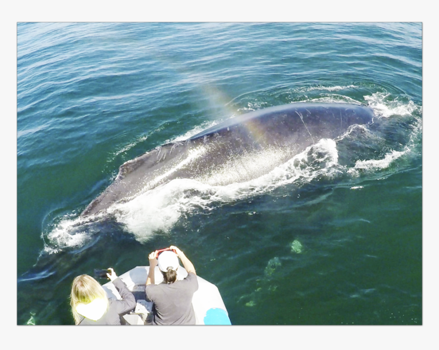Pismobeachwhalewatching, HD Png Download