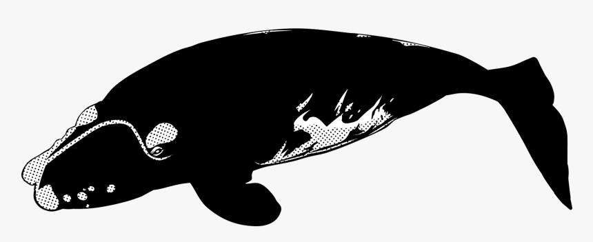 Killer Whale, HD Png Download