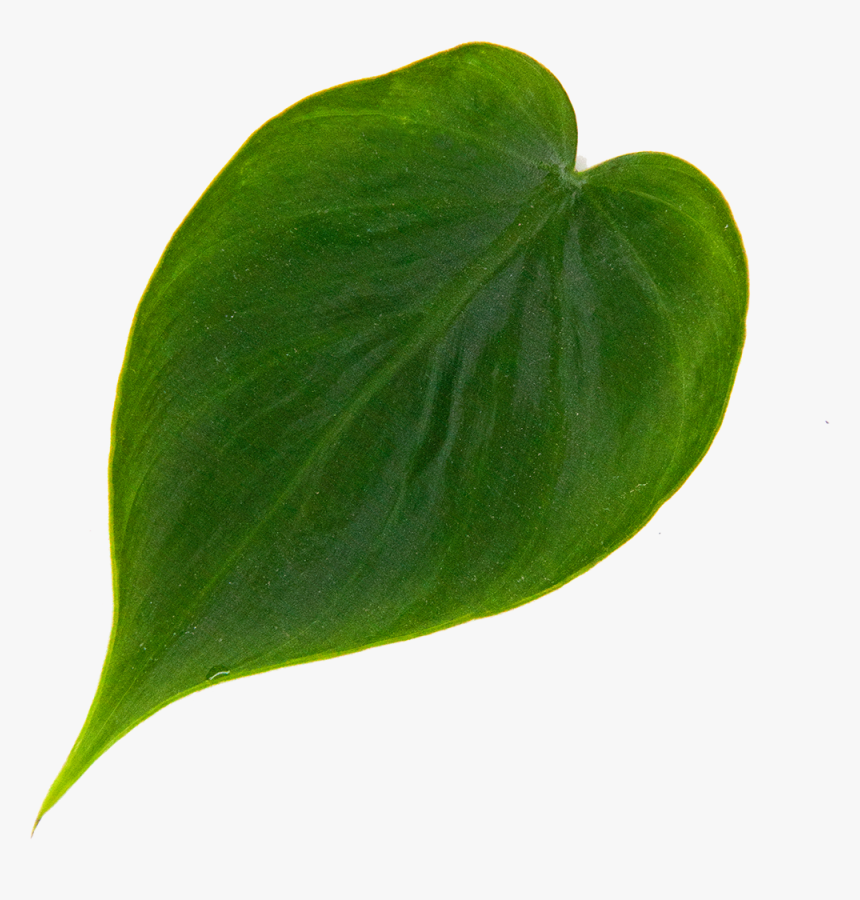 Philodendron Heart Leaf - Heart, HD Png Download