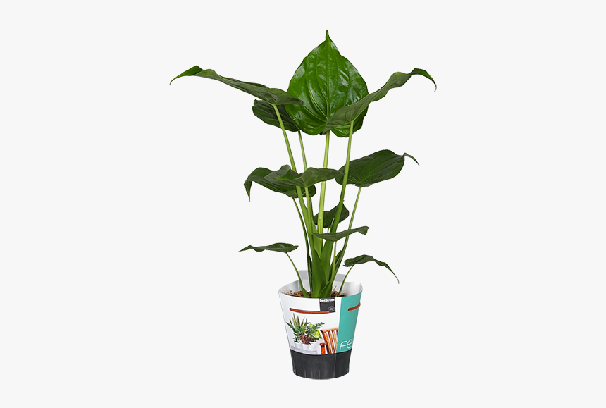 Alocasia Cucullata 45 Cm, HD Png Download