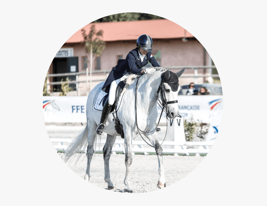 Horse, HD Png Download