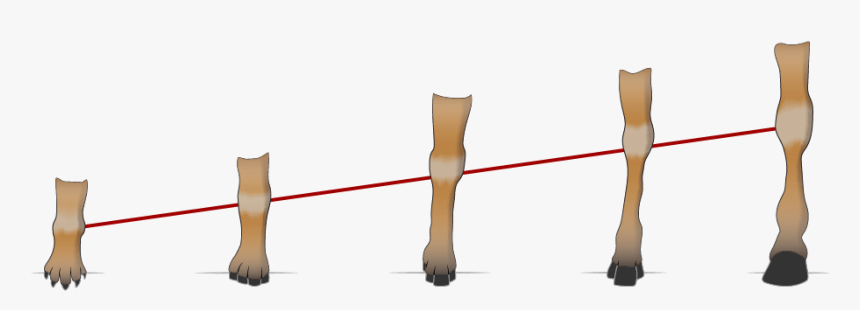 Horse Hooves Over Time - Cat, HD Png Download