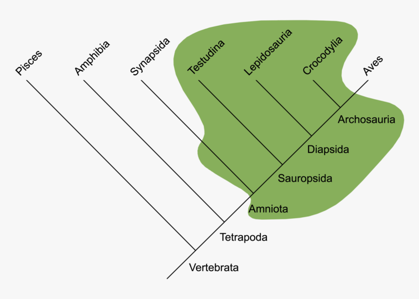 Traditional Reptilia - Evolução Dos Repteis, HD Png Download