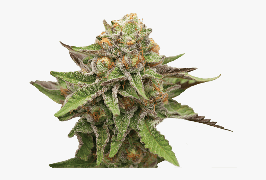 Weed Bud Png, Transparent Png