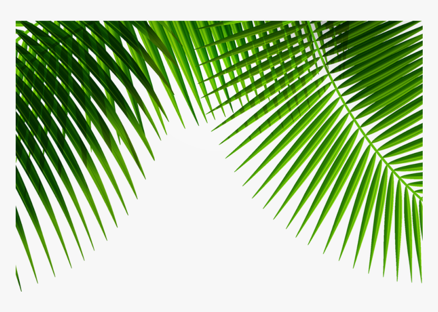 #mq #green #leafs #nature #border #borders, HD Png Download